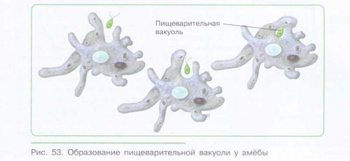 ТРАНСПОРТ ВЕЩЕСТВ В ОРГАНИЗМЕ